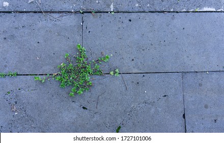 Concrete Tile Garden Path, Overgrown With Grass