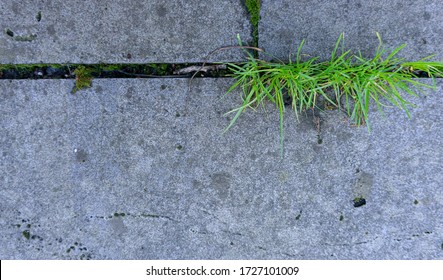 Concrete Tile Garden Path, Overgrown With Grass