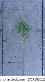 Concrete Tile Garden Path, Overgrown With Grass