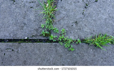 Concrete Tile Garden Path, Overgrown With Grass