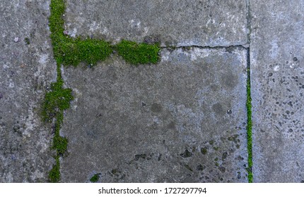 Concrete Tiled, Garden Path Overgrown With Moss