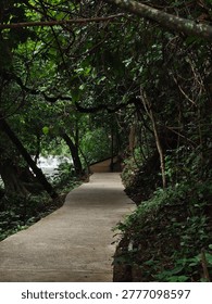 A concrete walking path winding through a dense, dark green tropical jungle environment.