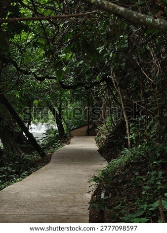 A concrete walking path winding through a dense, dark green tropical jungle environment.
