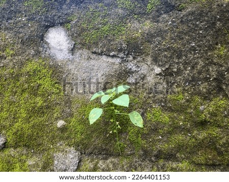 Similar – Image, Stock Photo interference field Creeper