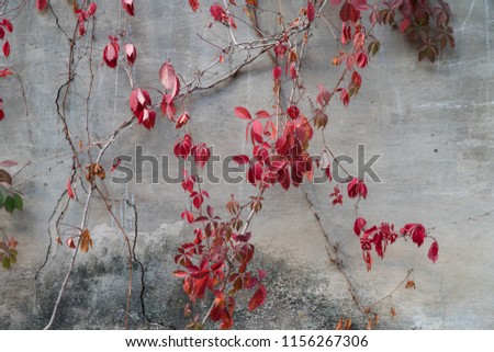 Similar – Wallflower. Fruit