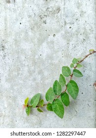Concrete wall texture background and ivy leaf. - Shutterstock ID 1282297447