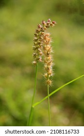 Conde, Bahia, Brazil - January 9, 2022: Plant Carrapinho Grass - Cenchrus Echinatus - In A Rural Area In The City Of Conde.