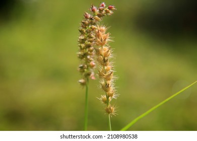 Conde, Bahia, Brazil - January 9, 2022: Plant Carrapinho Grass - Cenchrus Echinatus - In A Rural Area In The City Of Conde.