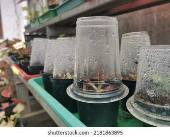 Condensation Inside The Plastic Glass Creates Water Bubble And Dew. Plastic Cup Is Used To Cover Young Plant To Maintain Moisture. Water Drops On Plastic Surface. 