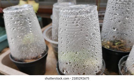 Condensation Inside The Plastic Glass Creates Water Bubble And Dew. Plastic Cup Is Used To Cover Young Plant To Maintain Moisture. Water Drops On Plastic Surface. 