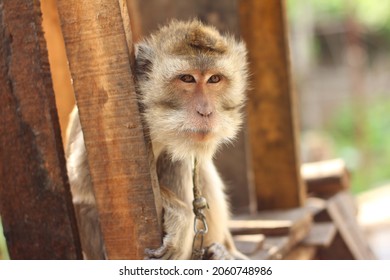 The Condition Of Monkey Being Rescued In An Animal Rescue Area