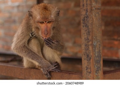 The Condition Of Monkey Being Rescued In An Animal Rescue Area