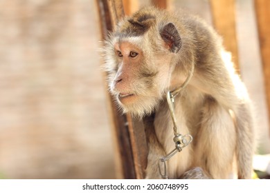 The Condition Of Monkey Being Rescued In An Animal Rescue Area