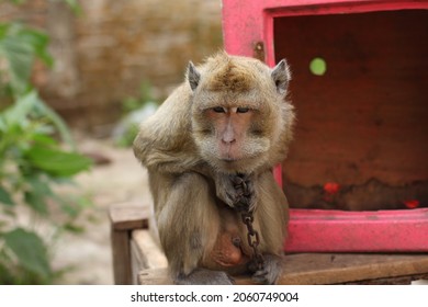 The Condition Of Monkey Being Rescued In An Animal Rescue Area