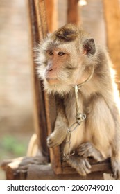 The Condition Of Monkey Being Rescued In An Animal Rescue Area