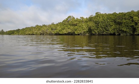 condition of river water and trees
