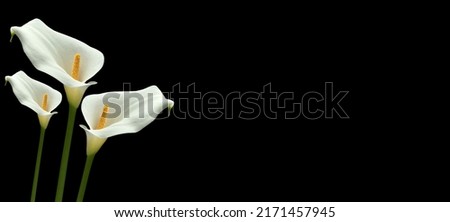 CONDOLENCE CARD WITH CALLA FLOWERS ISOLATED ON BLACK BACKGROUND. COPY SPACE.