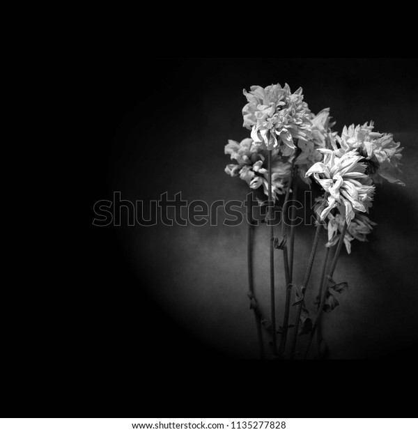Tarjeta De Condolencia Con Flor Foto De Stock Editar Ahora
