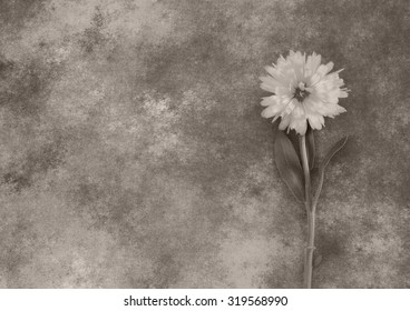 Condolence Card With Gray Flower - With Deepest Sympathy