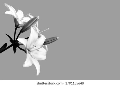 Condolence card with lily flowers isolated on grey background with copy space 