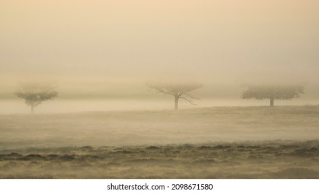 condolence symmetry fog mist melancholic trees landscape loss sad early morning mourning mysterious mystic condolences 