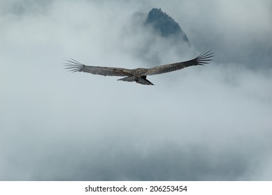 Condor Colca Canyon