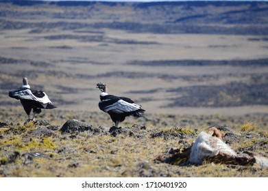 Condor Eating A Prey In Patagonia