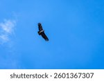 A condor flies gracefully above the Colca Canyon, its wings spread wide against the bright blue sky
