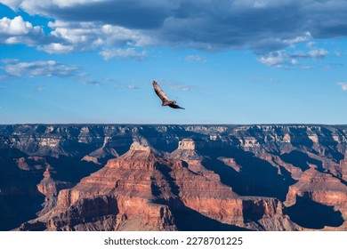 The Condor is flying above the Grand Canyon - Powered by Shutterstock