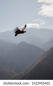condor flying in the mountain