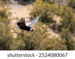 Condor flying over the Andean forests of South America.