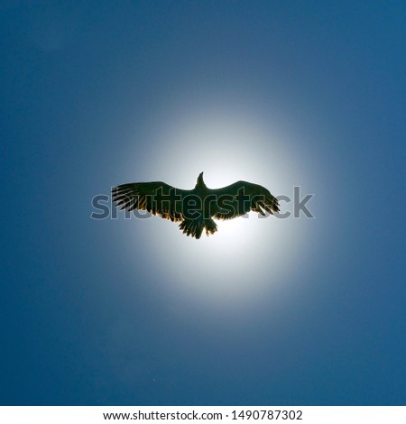 condor  flying in the sky with sun in background