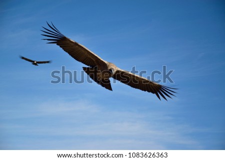 Condor in front of the camera