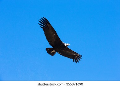 Andean Condor Argentine Sky Stock Photo (Edit Now) 1714853383