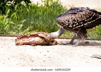 A Condor Who Is Eating A Carcass