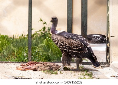 A Condor Who Is Eating A Carcass