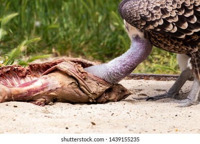 A Condor Who Is Eating A Carcass