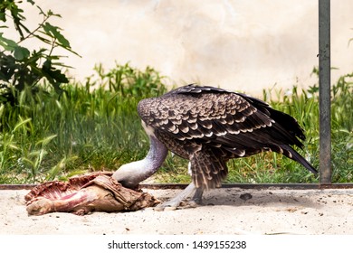 A Condor Who Is Eating A Carcass