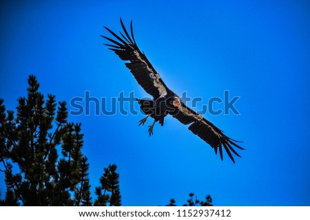 Condors in the forest