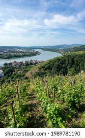 The Condrieu Vineyard On The Banks Of The Rhône River