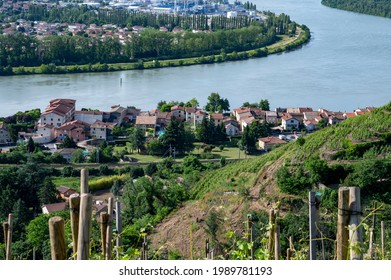 The Condrieu Vineyard On The Banks Of The Rhône River