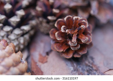 Cone