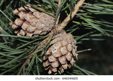 Cone
