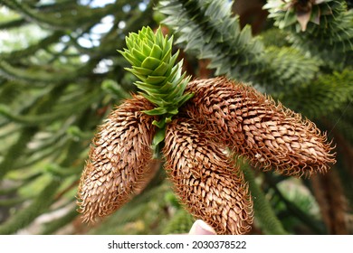 Cone Of The Araucaria Heterophylla.