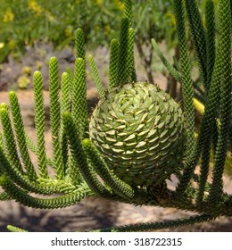 Norfolk Island Pine Cone Images Stock Photos Vectors Shutterstock