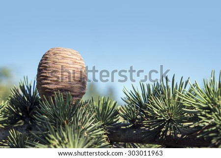 Cone and branch of the cedar of Lebanon, Cedrus libani, against the blue sky with copy space, selected focus, narrow depth of field