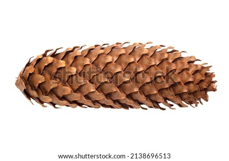 Cone with a branch of European spruce (Picea abies) isolated on a white background, clipping path, no shadows. Botanical illustration of European spruce.