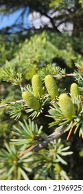 cone of fir tree pine cone 