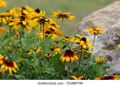 Cone flowers.