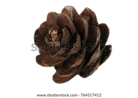 cone of larch isolated